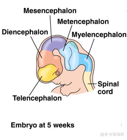 从发育的视角看大脑现代大脑分区