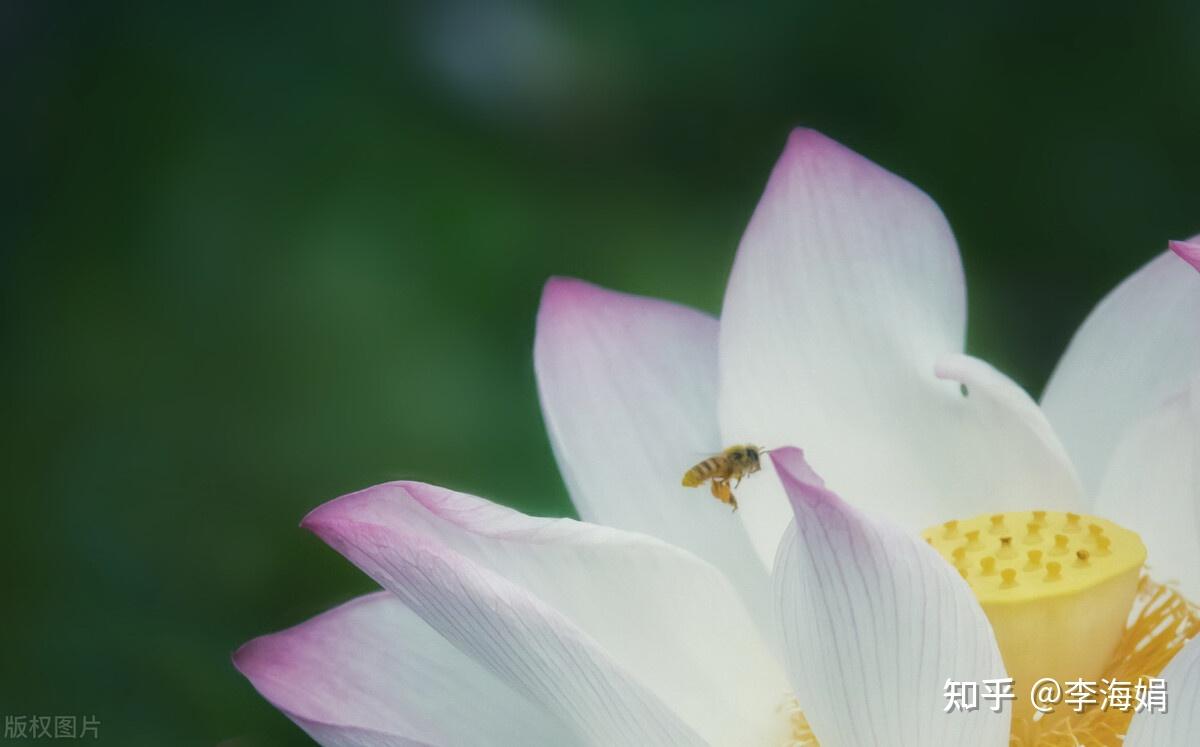 芳華流年浮生如夢誰傾一生安暖撫我半世滄桑