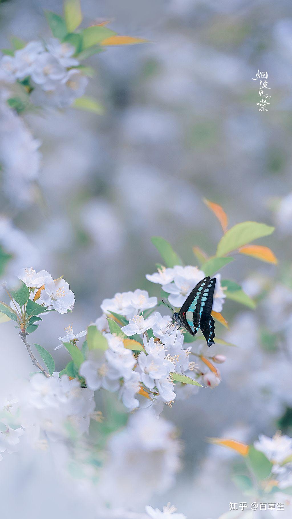 看花吗🌸超美的那种!!! - 知乎