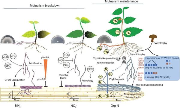 Current Biology | 研究揭示氮源驱动下的真菌-树木共生关系的维持与打破机制! - 知乎