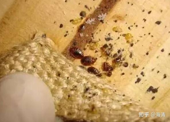 什么臭虫药可以有效地灭杀臭虫