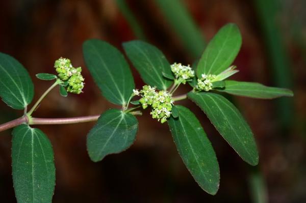 常见地锦草识别