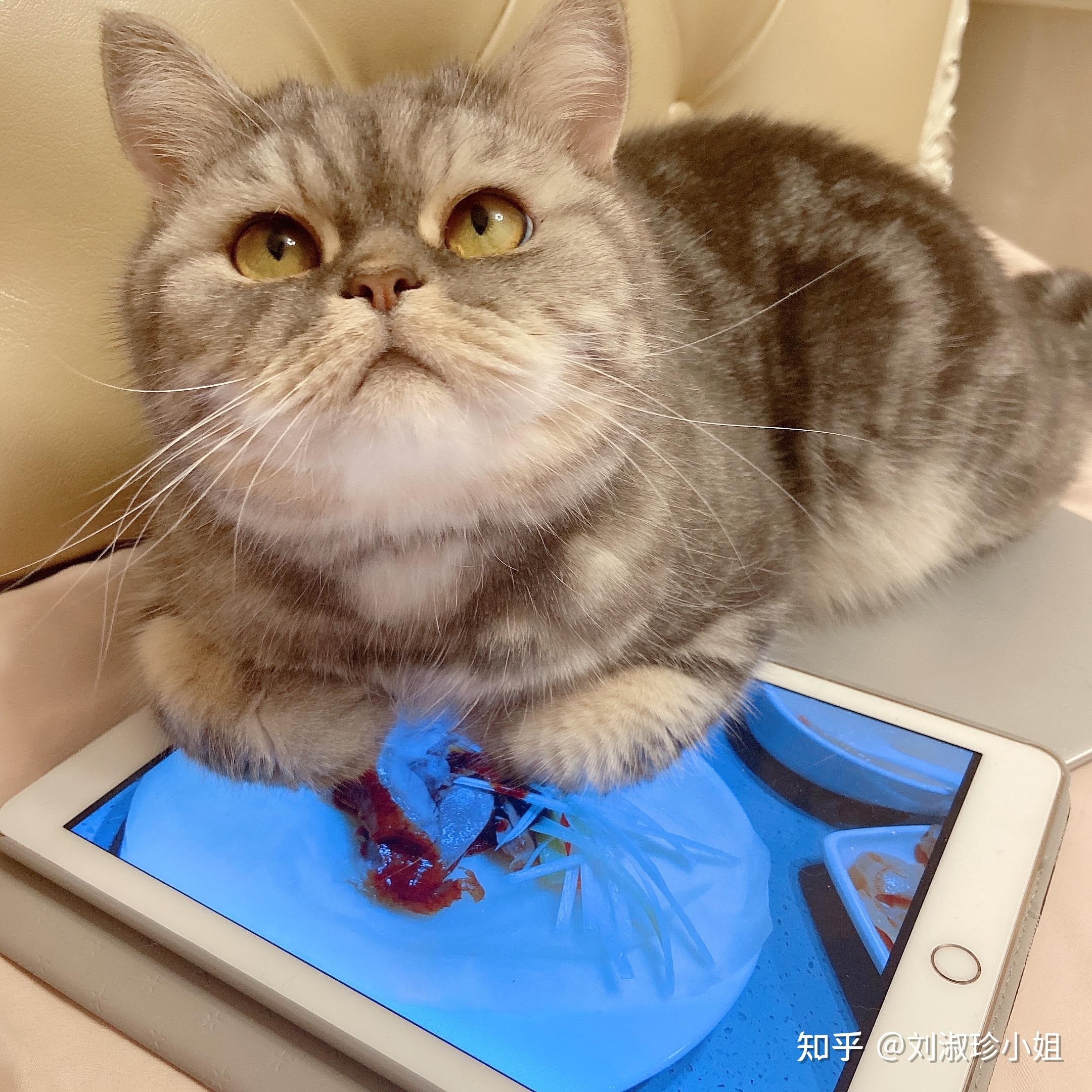 美短和加菲能串吗? - 知乎