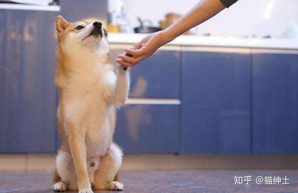 怎么训练狗狗握手?