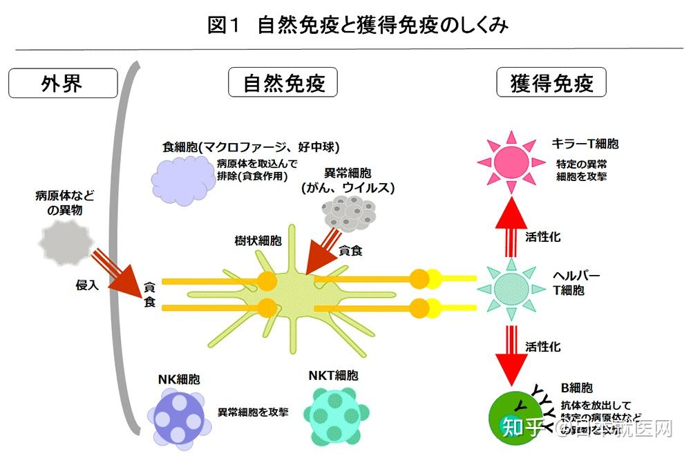 日本癌症免疫专家谈“免疫”(二) | 如何提高免疫力? - 知乎