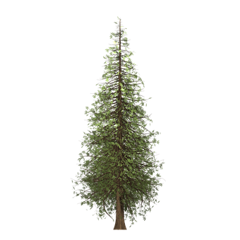 4. 桷树观赏价值