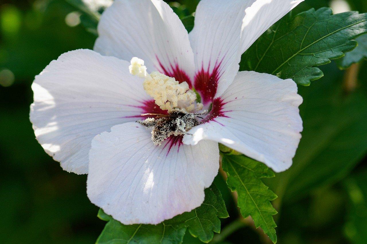 4. 叶子花科属起源