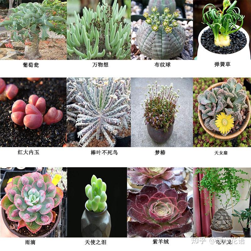多肉控必看,324种多肉植物图文欣赏 - 知乎