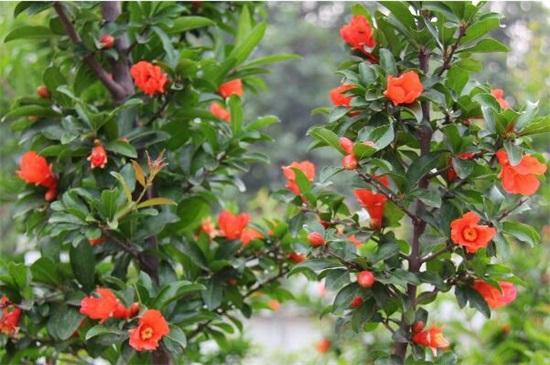 石榴花的养殖方法和注意事项 知乎