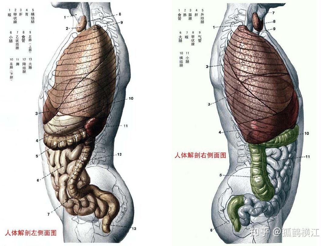 男人人体解剖图_人体解剖图_人体解剖图女-免费论文网