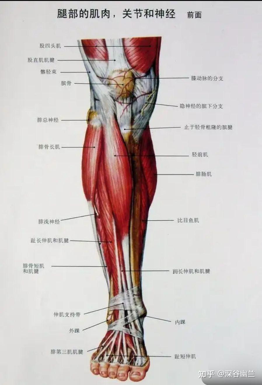 前表链肌肉图片