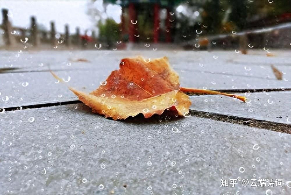 十首有关冬雨的诗词,一阵暗香风送到,梅花窗外雨绵绵 - 知乎