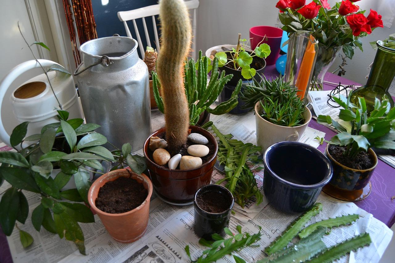 铁树在北方怎么过冬