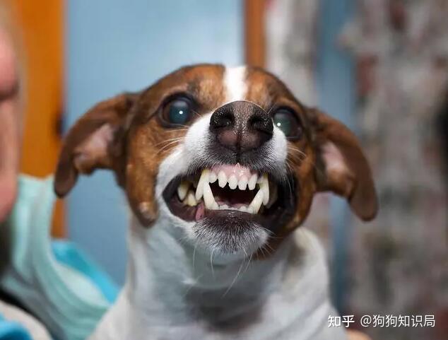 就算再生气也别经常打狗狗不然后悔也来不及了