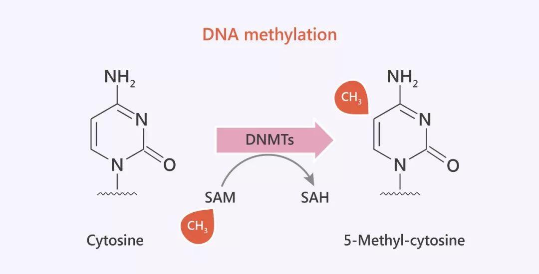 如何理解 DNA 甲基化和表观遗传学的关系? - 知乎
