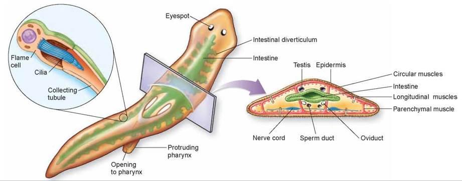 图说循环系统circulatorysystem无脊椎动物