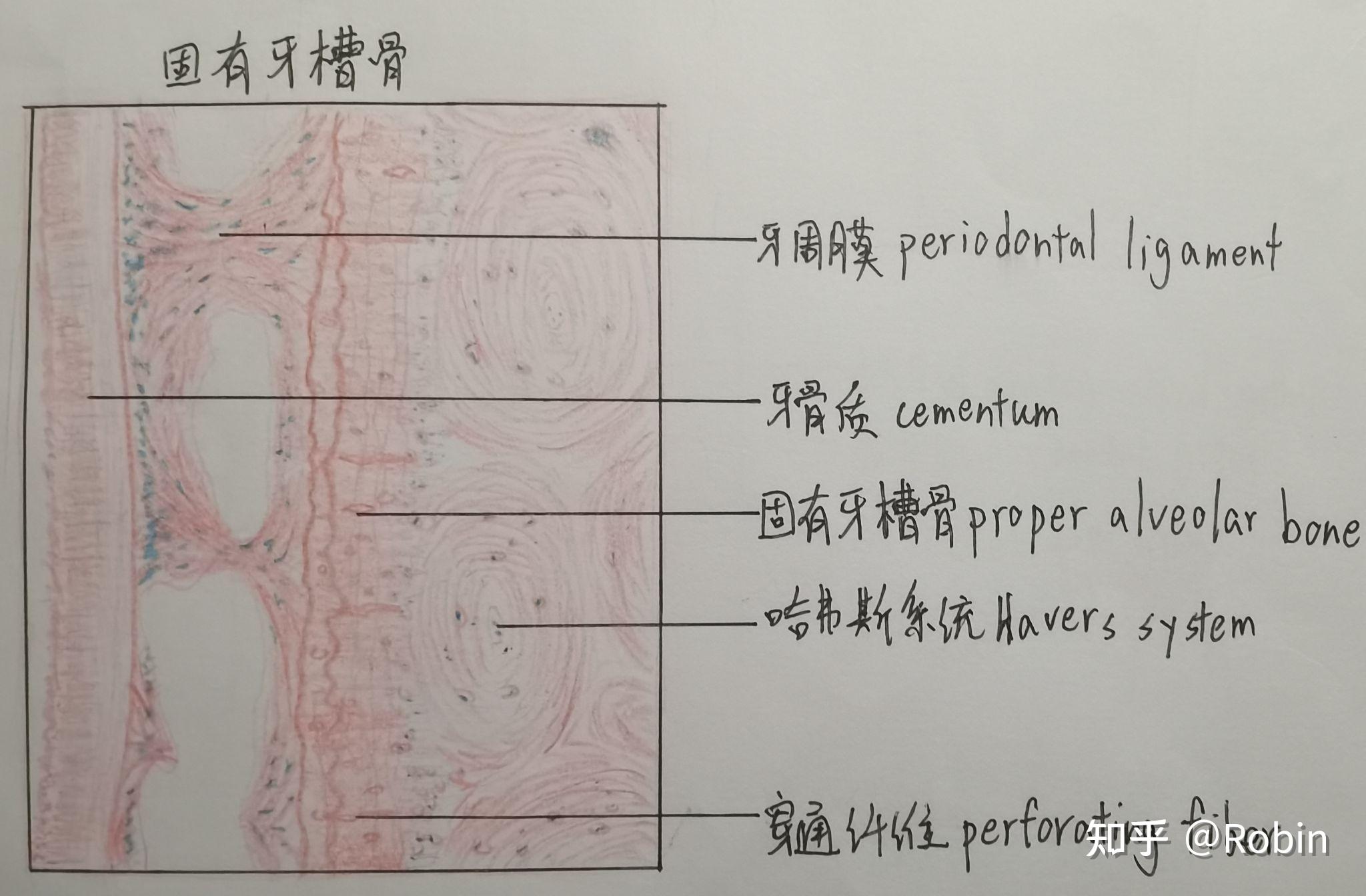 口腔组织胚胎学切片绘图