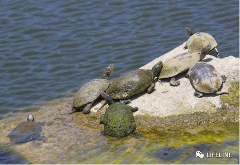 走心全网最全一篇介绍欧洲黄喉的地中海石龟文章