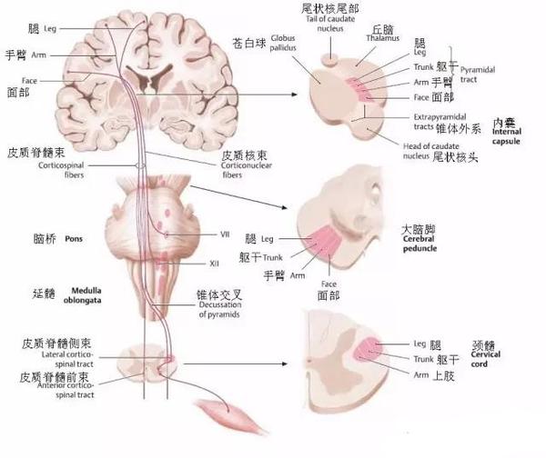 专辑 前庭脊髓束传导通路 精作网