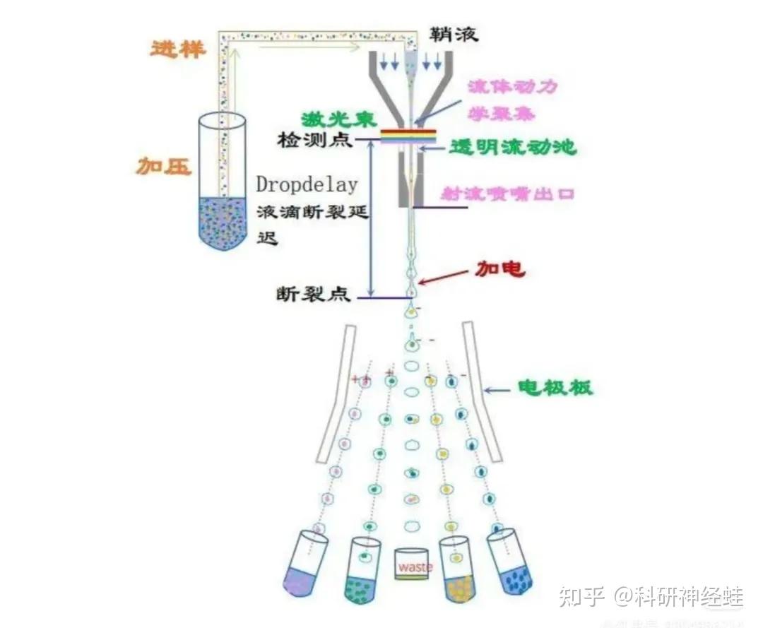 【干货篇】4步手把手的教你“流式细胞分选”实验全流程,注意事项! - 知乎