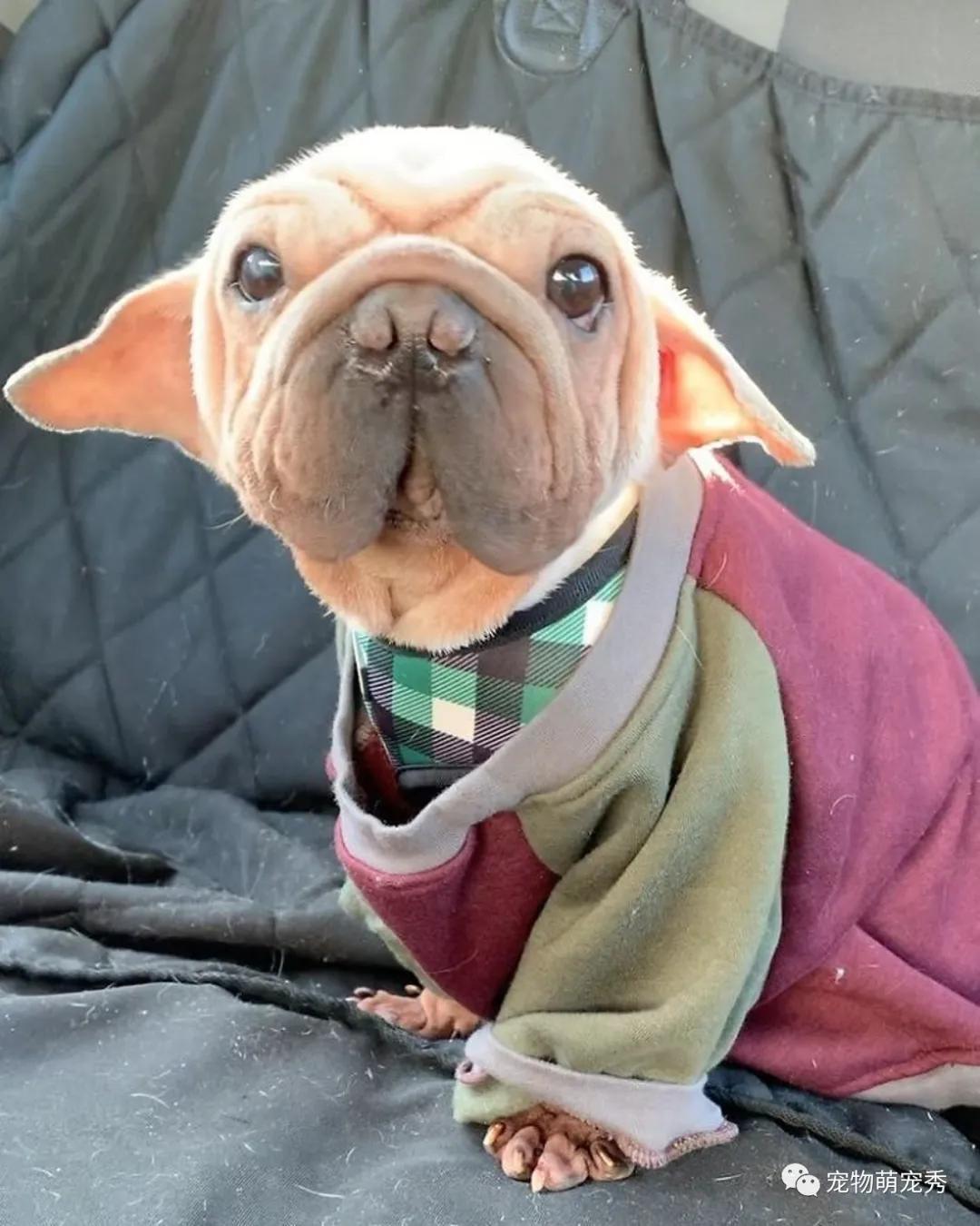 巴哥犬神似《星球大战》电影人物儿时却因外貌差点被宰?