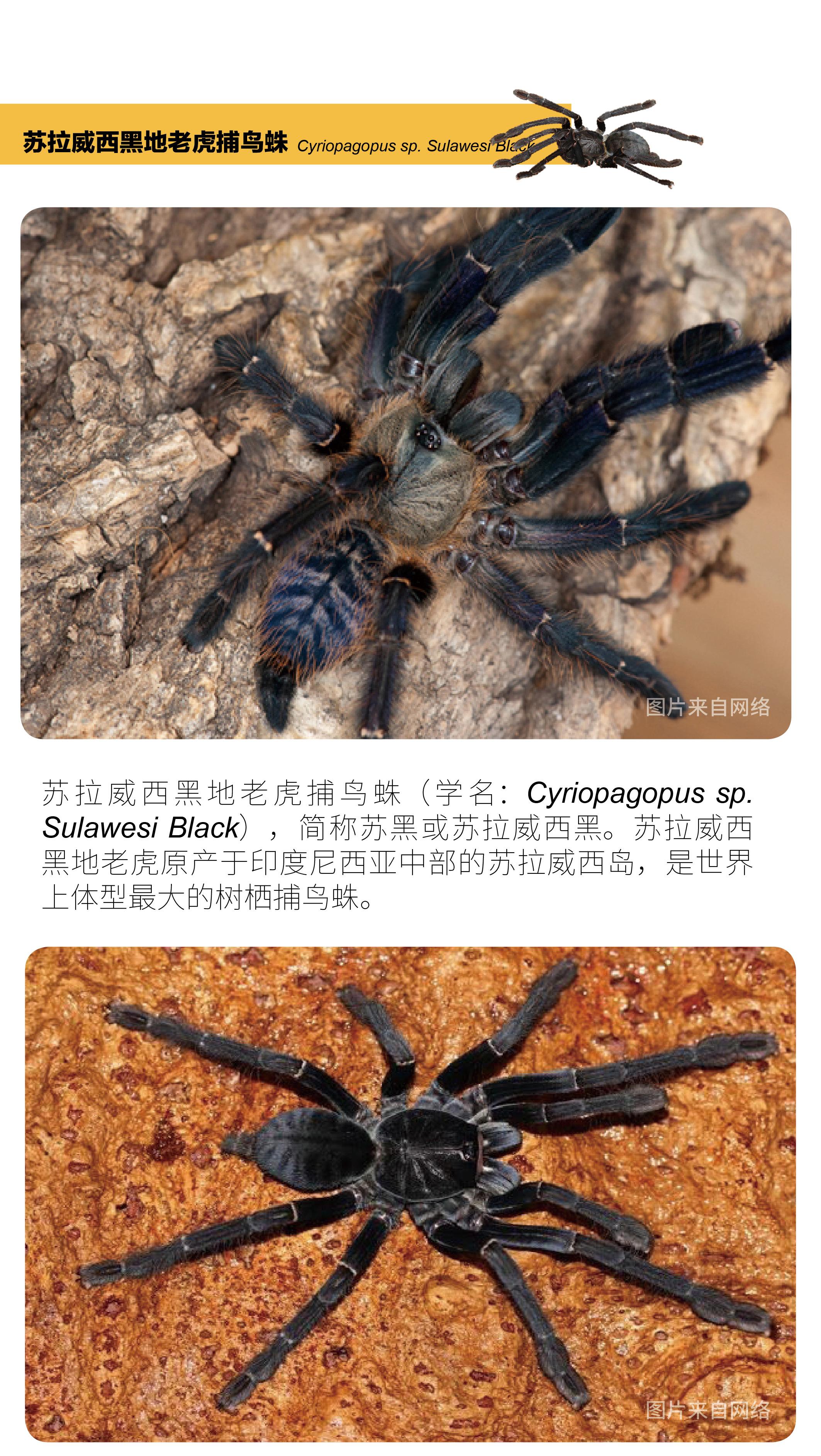 物种小谈|苏拉威西黑地老虎捕鸟蛛