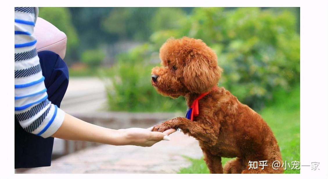 為什麼泰迪犬不讓人摸它的爪子多半是這幾個原因