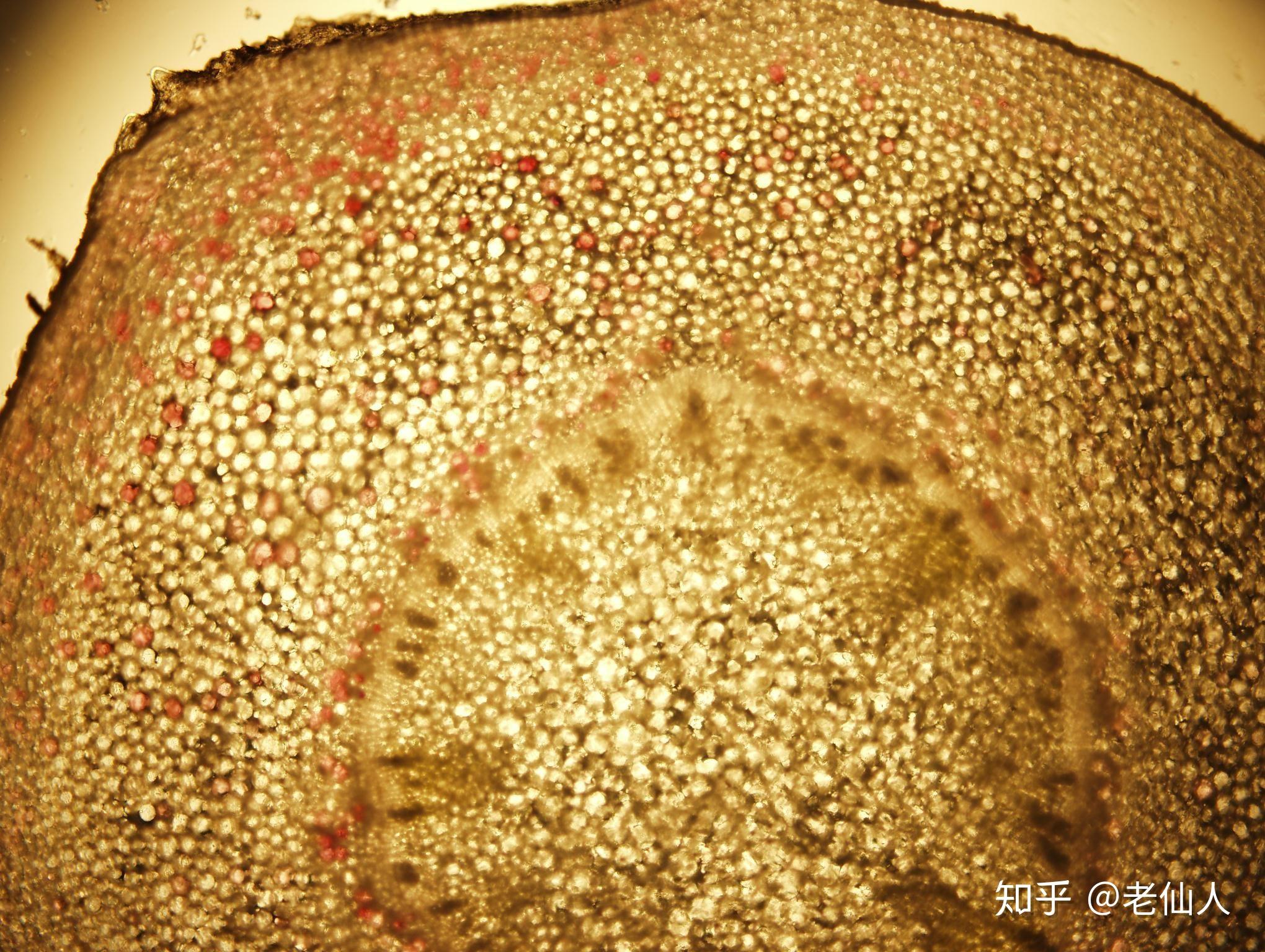 种植方式样品苗进行茎杆横断面切片显微图片展示老桩形成前的茎杆结构