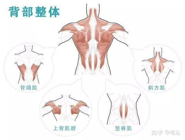 五分化练背系统解说|“背薄一寸,年轻十岁!” 是玄学??? - 知乎