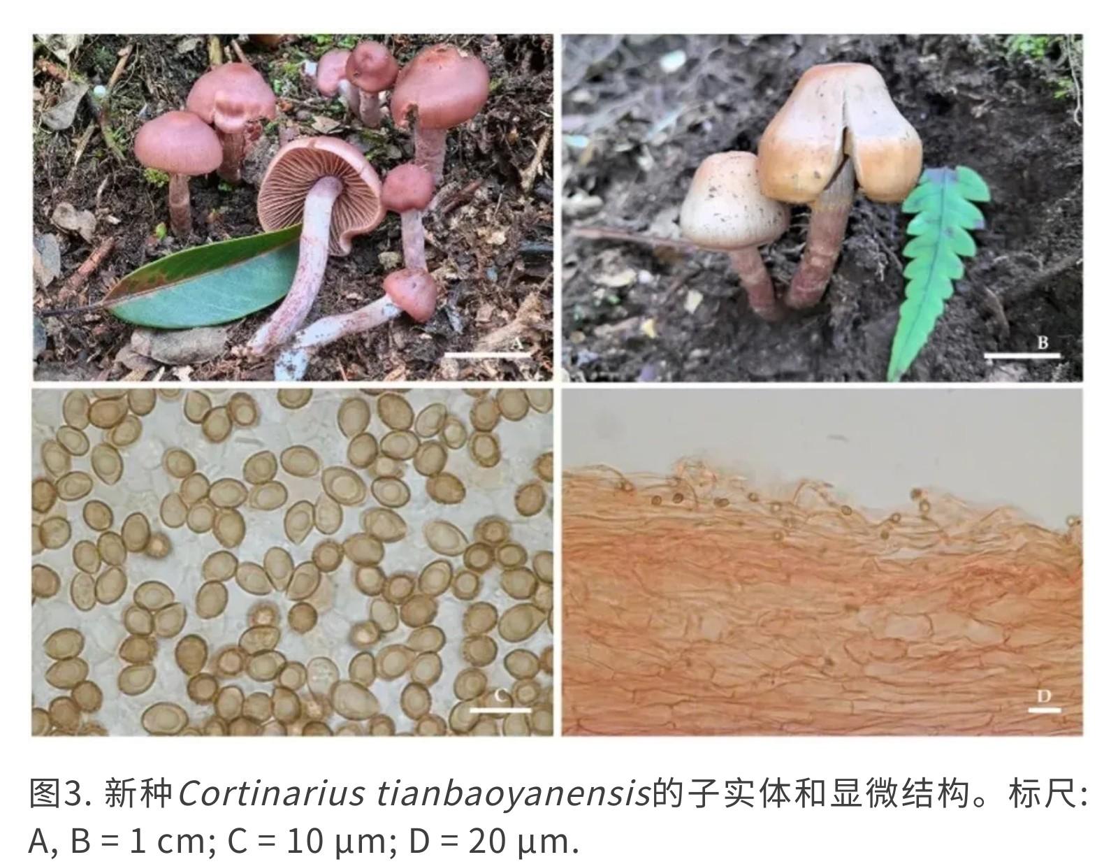 Mycology | 丝膜菌属新认识：来自中国亚热带地区的新分类单元 - 知乎