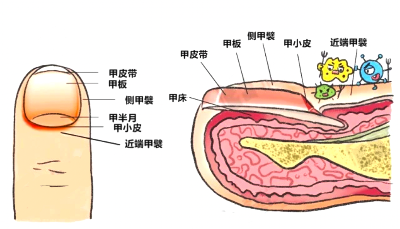 指甲生长过程动画图片