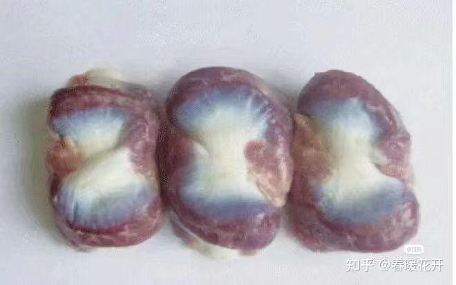 鸡胗(内金的亲戚) - 知乎