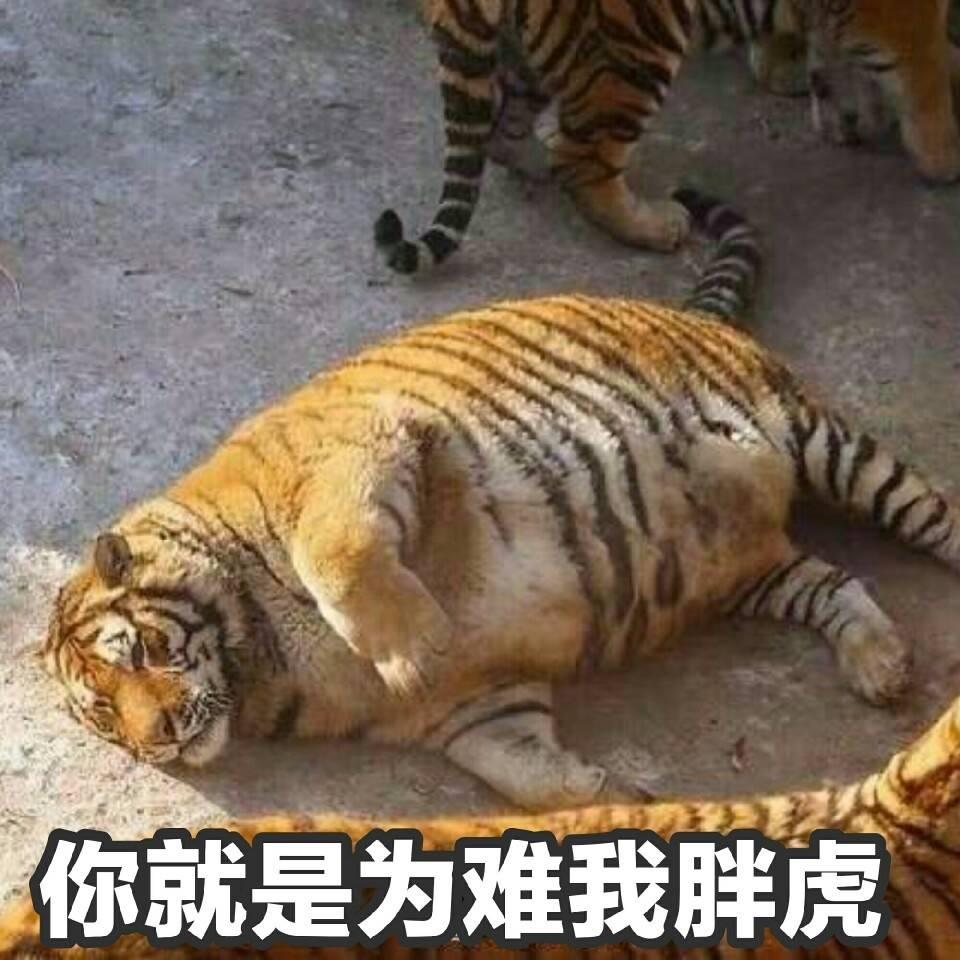 为什么叫老虎大猫 v2-b4bfc673da7a92a30310bcbf2cf99f37_r.jpg