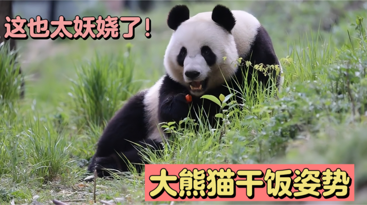 这是我见过吃胡萝卜姿势最妖娆的大熊猫了