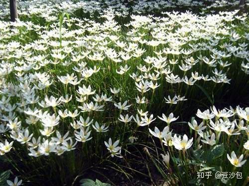 白花 白花象征什么意思 白花图片