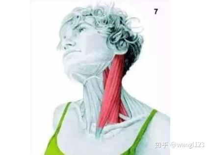 长期用电脑伏案工作,肩颈痛,如何治疗和保养?