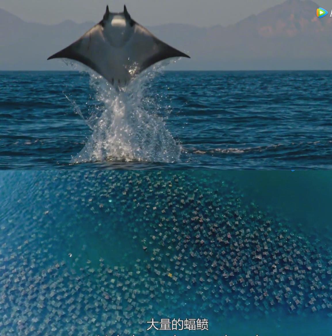 蓝色星球2时隔16年这部接近满分的纪录片神作又回归了