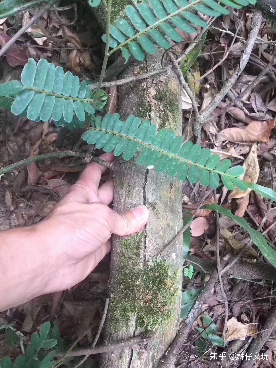 圖解降真香香格的產生過程