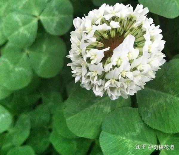 花艺设计 百种花店常见叶材 你都能叫出它们的名字吗 知乎