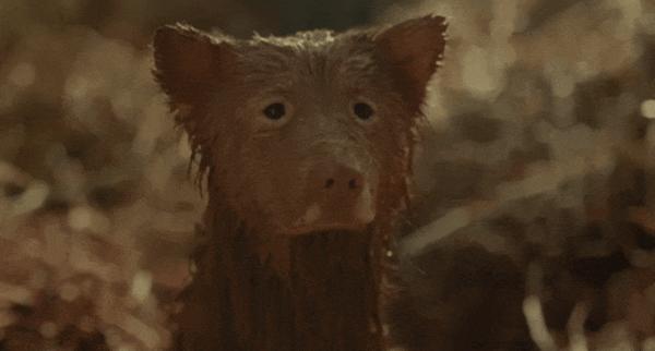 《心犬相随》现象级票房黑马，太好哭了