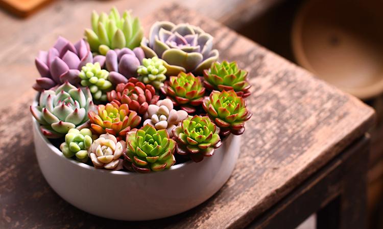 不花钱还可以养好多肉植物的土壤配方 知乎