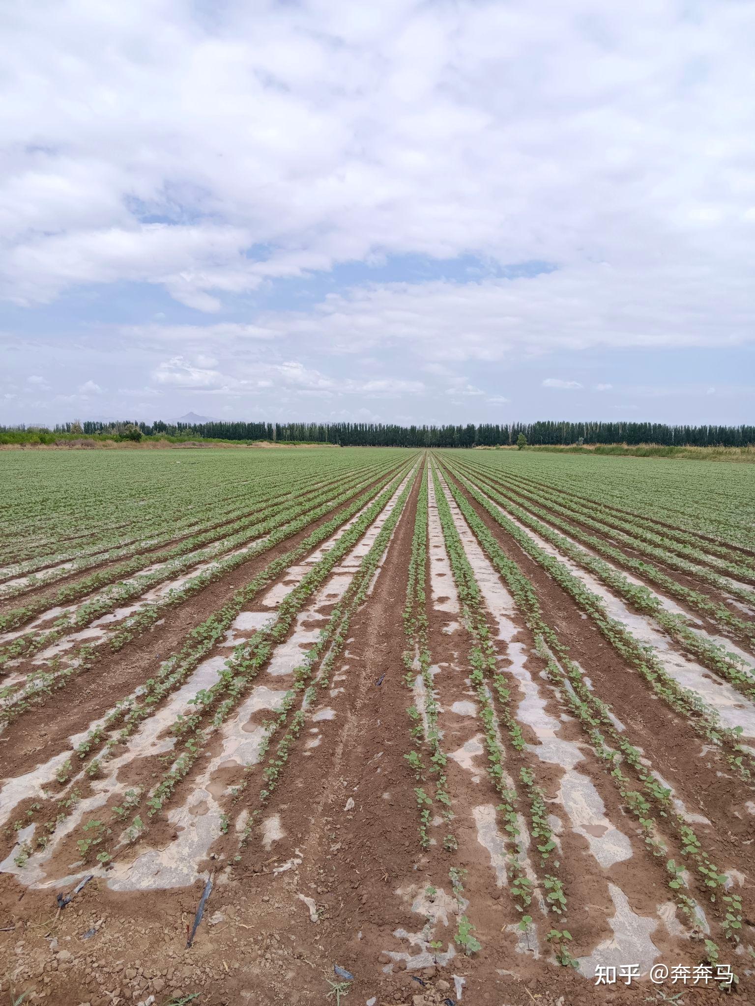 新疆耕地面积真的广吗(特指南疆)?