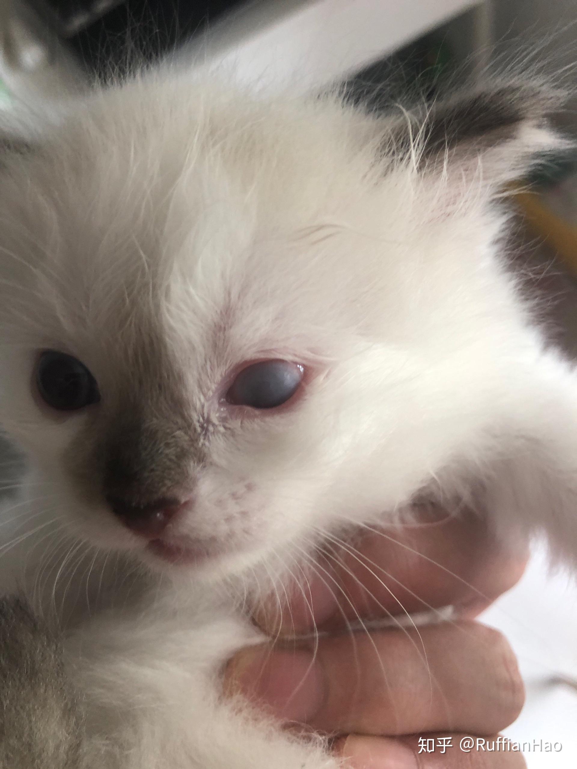 刚出生的布偶猫眼睛红肿发炎