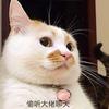 猫三
