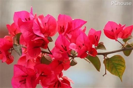 秋冬季选这几种花卉 让家里依然春意常驻 知乎