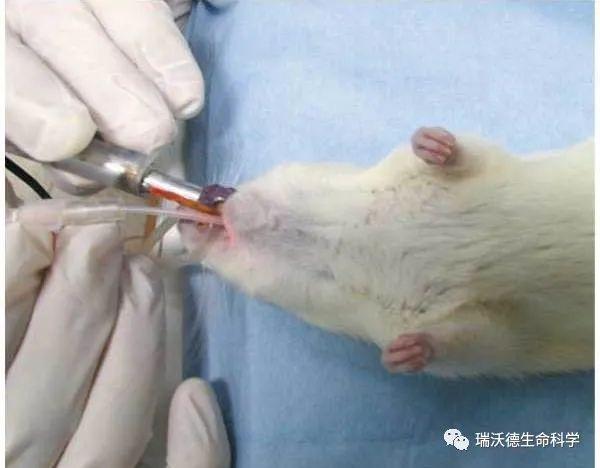 大小鼠气管插管不好做可能是你的方式不对