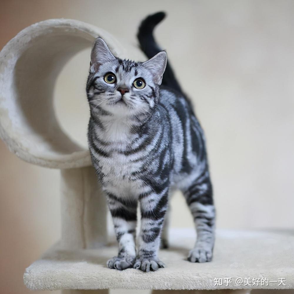 “美短猫”VS“狸花猫”哪个好？过来人告诉你，差别很大 - 知乎