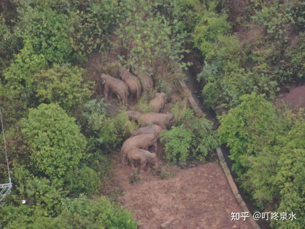 雲南將幫助北遷象返回適宜棲息地這是咋情況