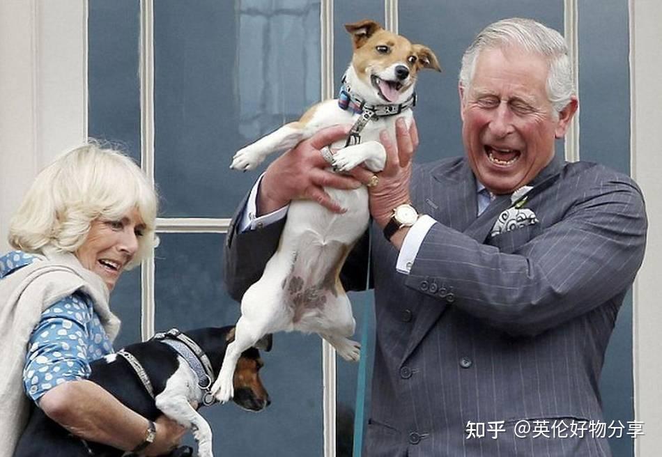 有求必应屋狗中贵族来看看英国王室的心肝宝贝们