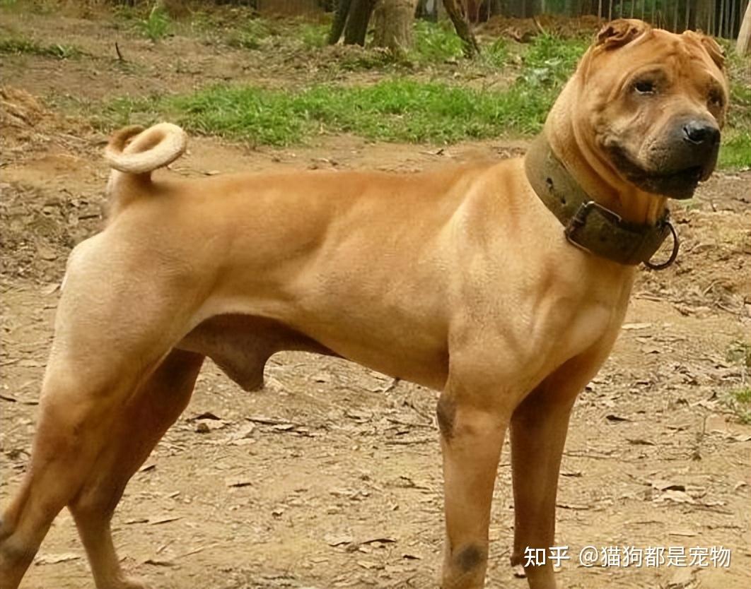 骨嘴沙皮犬为什么很多人喜欢?